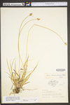 Carex cf molestiformis by WV University Herbarium
