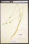 Carex molestiformis by WV University Herbarium