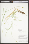 Carex molestiformis by WV University Herbarium