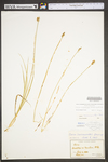 Carex muehlenbergii var. muehlenbergii by WV University Herbarium