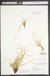 Carex umbellata by WV University Herbarium