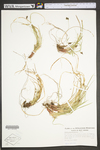 Carex nigromarginata by WV University Herbarium