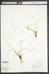 Carex nigromarginata by WV University Herbarium