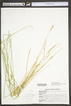 Carex normalis by WV University Herbarium