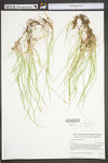 Carex novae-angliae by WV University Herbarium