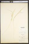 Carex oligocarpa by WV University Herbarium