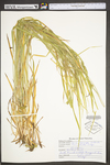 Carex oligocarpa by WV University Herbarium