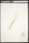 Carex pauciflora by WV University Herbarium