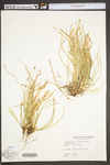 Carex pedunculata by WV University Herbarium