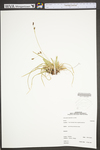 Carex pedunculata by WV University Herbarium