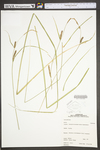 Carex pellita by WV University Herbarium