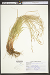 Carex pensylvanica by WV University Herbarium