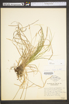 Carex pensylvanica by WV University Herbarium