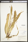 Carex plantaginea by WV University Herbarium