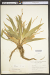 Carex platyphylla by WV University Herbarium