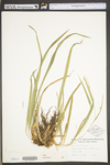 Carex platyphylla by WV University Herbarium