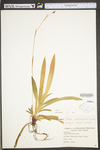 Carex plantaginea by WV University Herbarium