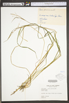 Carex prasina by WV University Herbarium