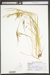 Carex prasina by WV University Herbarium