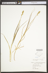 Carex projecta by WV University Herbarium