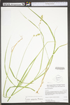 Carex projecta by WV University Herbarium