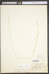 Carex radiata by WV University Herbarium