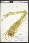 Carex retroflexa by WV University Herbarium