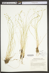 Carex radiata by WV University Herbarium