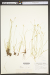 Carex retroflexa by WV University Herbarium