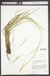 Carex roanensis by WV University Herbarium