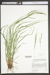 Carex roanensis by WV University Herbarium