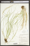 Carex rosea by WV University Herbarium