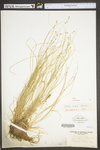 Carex rosea by WV University Herbarium