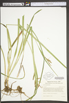 Carex scabrata by WV University Herbarium