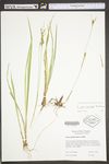Carex conoidea by WV University Herbarium