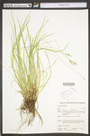 Carex communis by WV University Herbarium