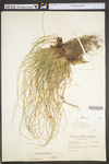 Carex communis var. communis by WV University Herbarium