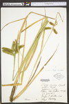 Carex comosa by WV University Herbarium