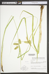 Carex comosa by WV University Herbarium