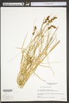 Carex cristatella by WV University Herbarium