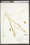 Carex cristatella by WV University Herbarium
