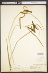 Carex crinita var. crinita by WV University Herbarium