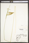 Carex crinita var. crinita by WV University Herbarium
