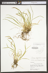 Carex digitalis var. digitalis by WV University Herbarium