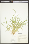 Carex cumberlandensis by WV University Herbarium