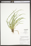 Carex cumberlandensis by WV University Herbarium