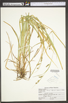 Carex davisii by WV University Herbarium