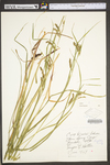 Carex davisii by WV University Herbarium