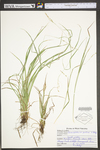 Carex debilis var. pubera by WV University Herbarium