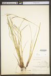 Carex debilis var. debilis by WV University Herbarium
